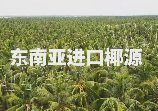 酒饮融合，100%椰子水凭什么成为酒商绝佳拍档？